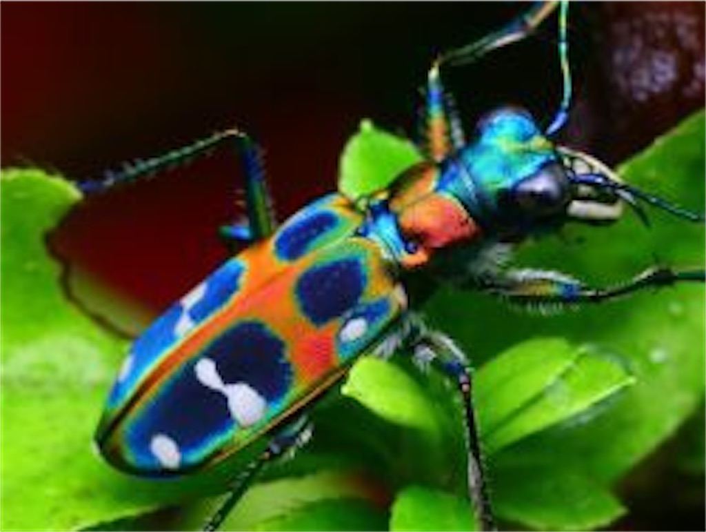 f:id:Tanu_LPT:20220331155701j:plain