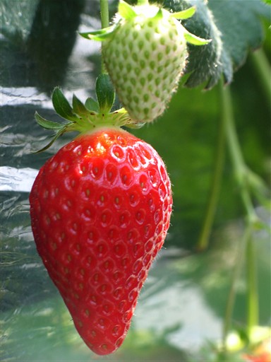 f:id:TarZ:20101013000910j:image