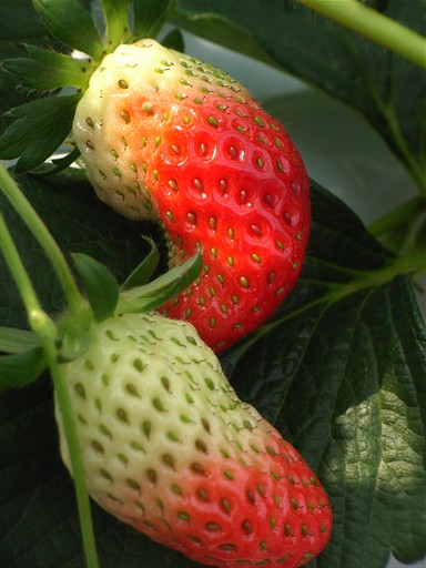 f:id:TarZ:20101013000911j:image