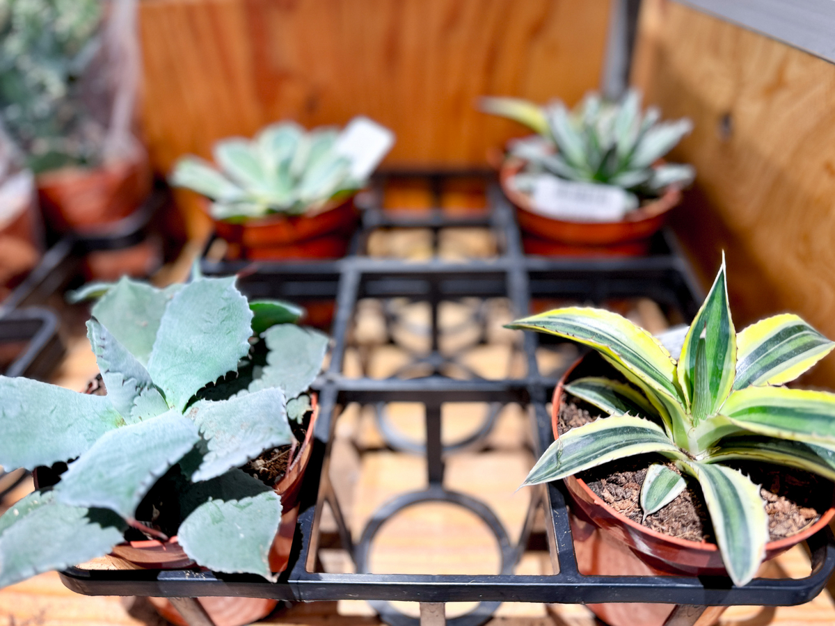 スタンダードプロダクツでアガベ購入して、ひと月程度経ちました