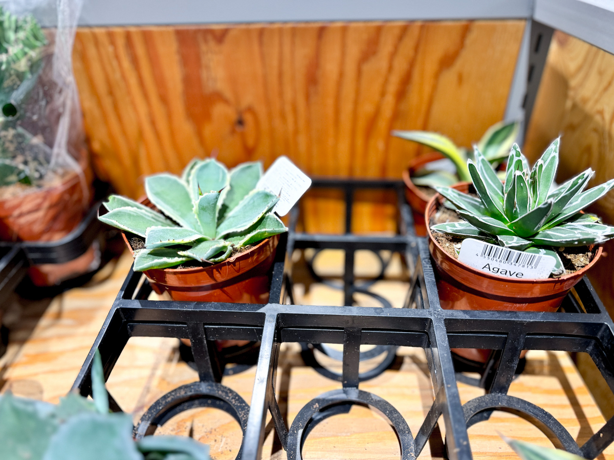 スタンダードプロダクツでアガベ購入して、ひと月程度経ちました