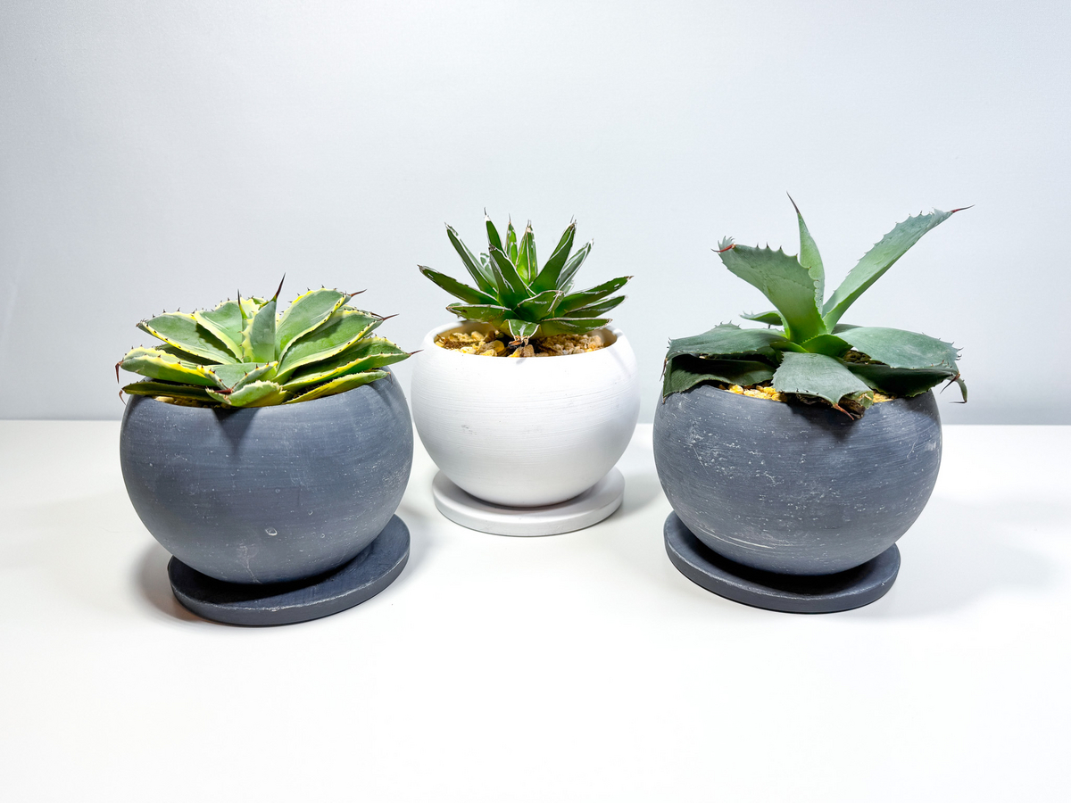 スタンダードプロダクツでアガベ購入して、ひと月程度経ちました