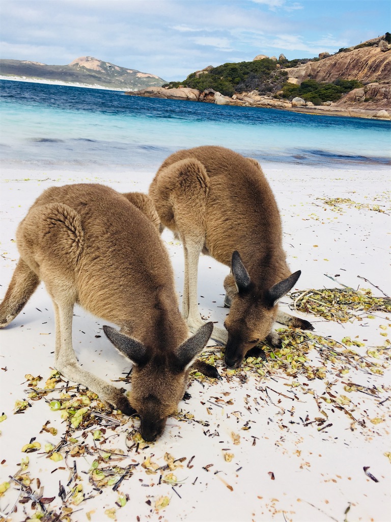 f:id:Taroblog:20190624164630j:image