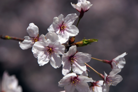 f:id:Tatsuriki:20130406095614j:image