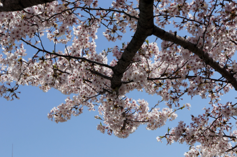 f:id:Tatsuriki:20130406095633j:image