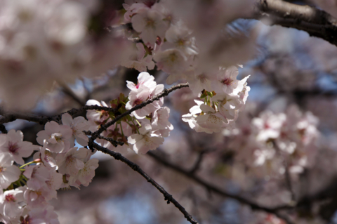 f:id:Tatsuriki:20130406095653j:image
