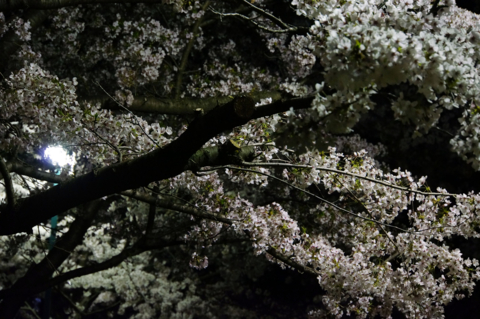 f:id:Tatsuriki:20130406110138j:image