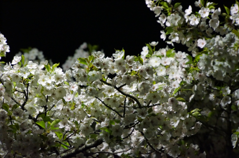 f:id:Tatsuriki:20130406110158j:image