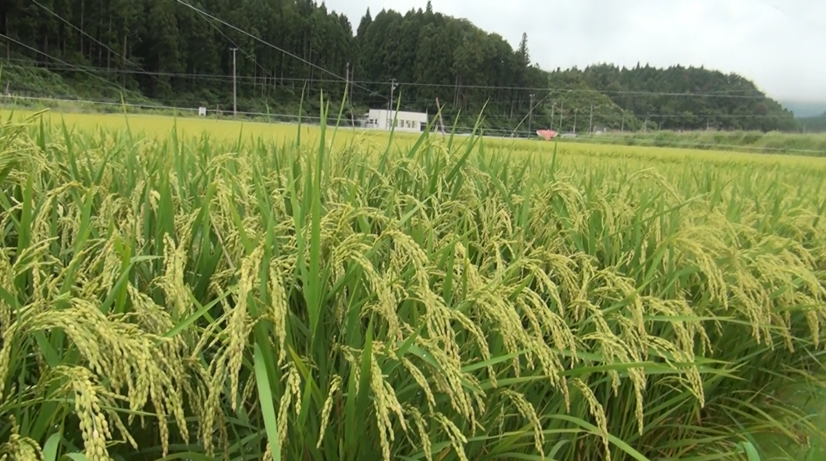 f:id:TeamVeryGood:20190916193718p:plain