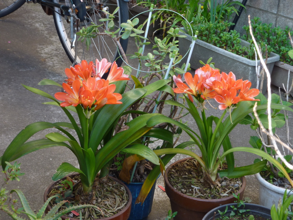 f:id:TedO:20170425184331j:plain f:id:TedO:20170425184331j:plain