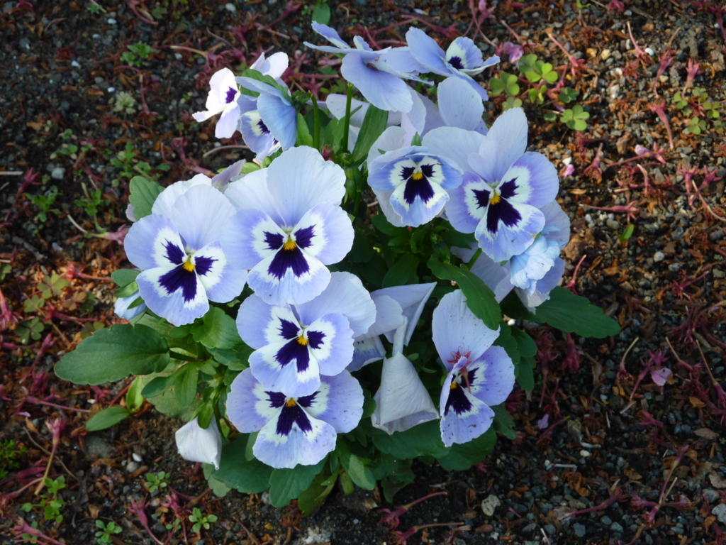 f:id:TedO:20170425184644j:plain f:id:TedO:20170425184644j:plain