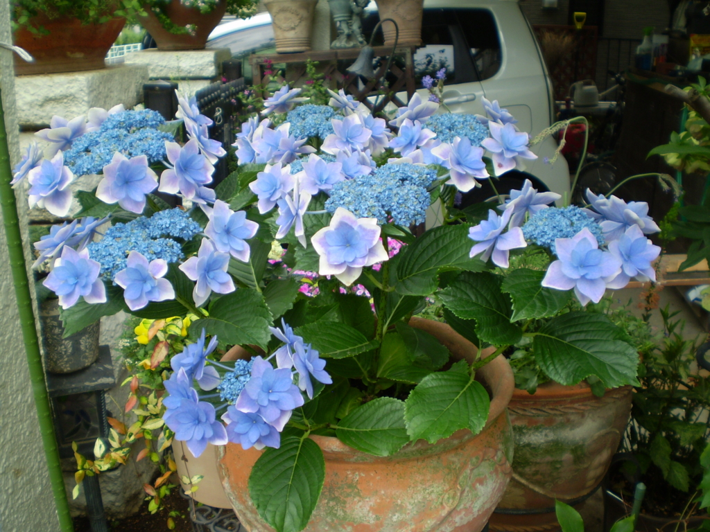 f:id:TedO:20170528123435j:plain f:id:TedO:20170528123435j:plain