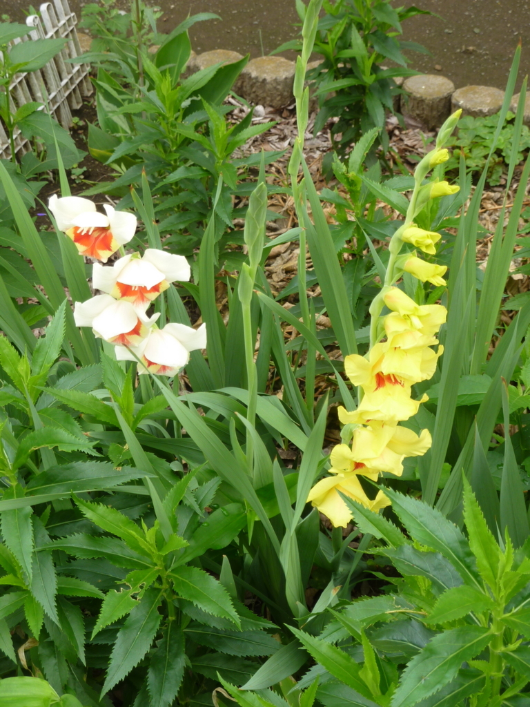 f:id:TedO:20170629175004j:plain