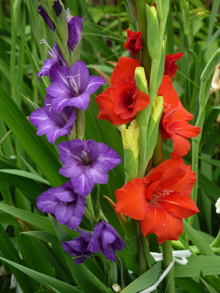 f:id:TedO:20170629175207j:plain