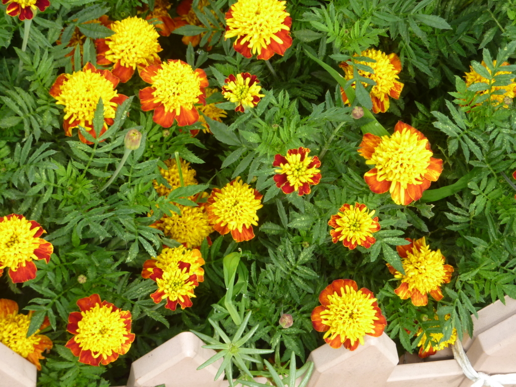 f:id:TedO:20170703200127j:plain