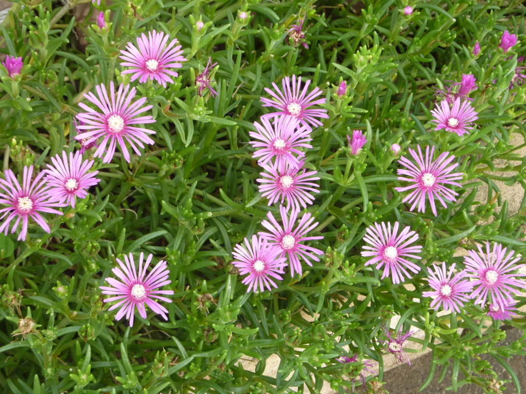 f:id:TedO:20170703200215j:plain