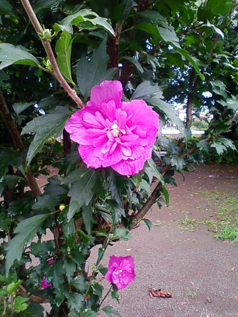 f:id:TedO:20170812132450j:plain f:id:TedO:20170812132450j:plain