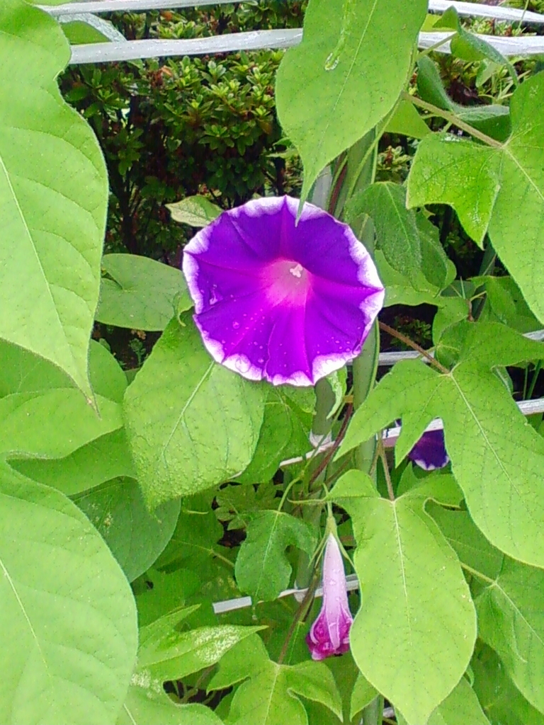 f:id:TedO:20170813114055j:plain