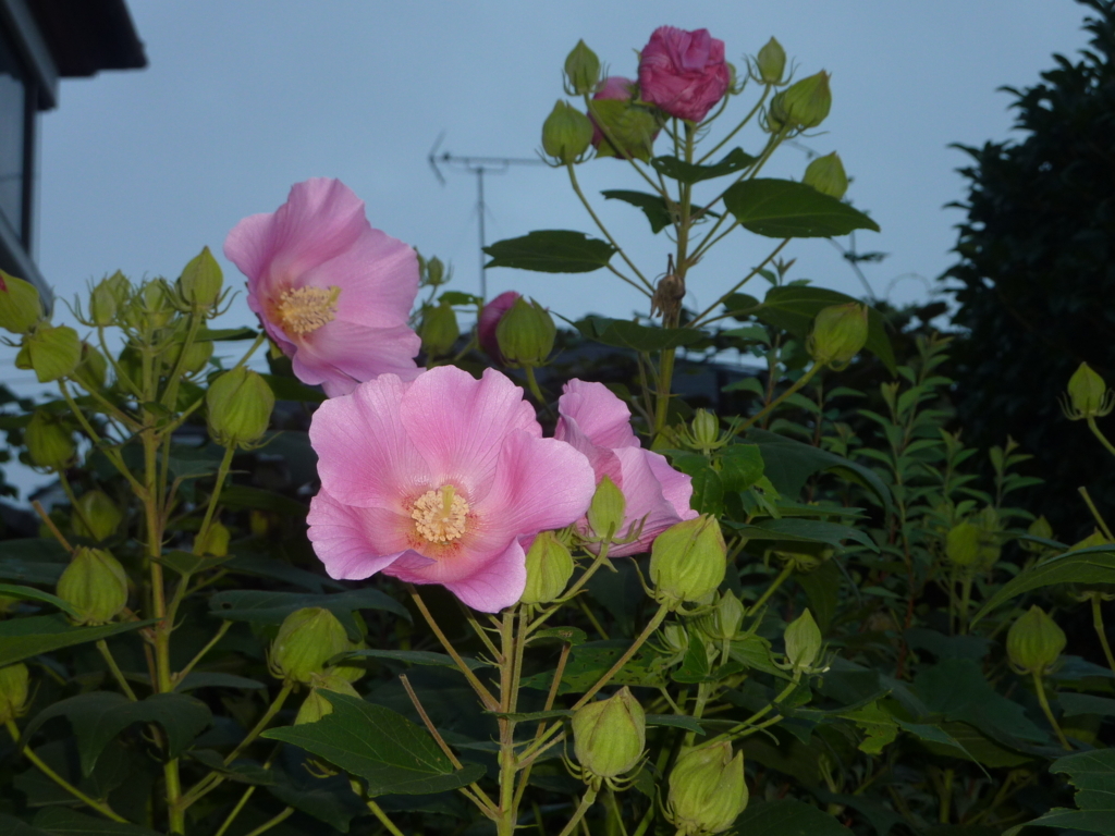 f:id:TedO:20170819153359j:plain f:id:TedO:20170819153359j:plain