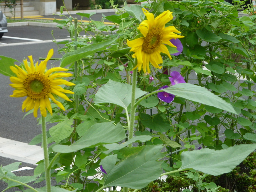 f:id:TedO:20170819154217j:plain f:id:TedO:20170819154217j:plain