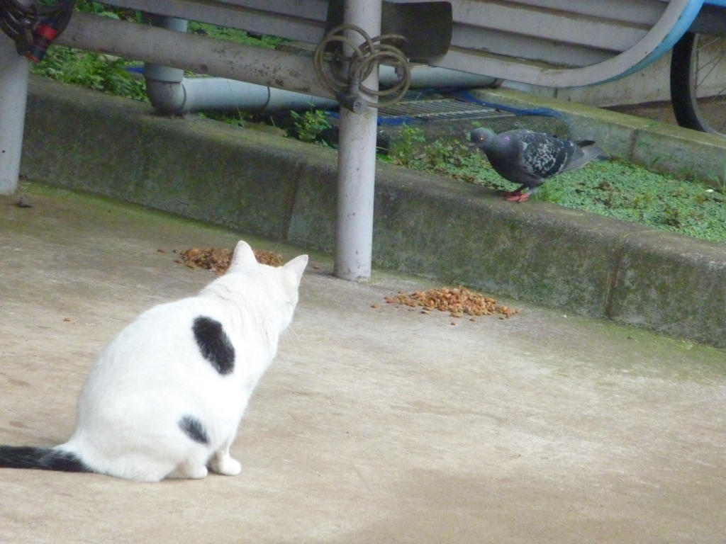f:id:TedO:20170819162933j:plain f:id:TedO:20170819162933j:plain
