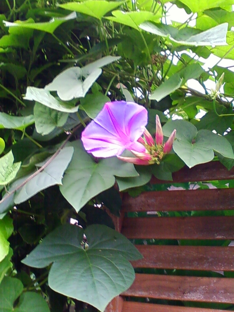 f:id:TedO:20170823182145j:plain f:id:TedO:20170823182145j:plain