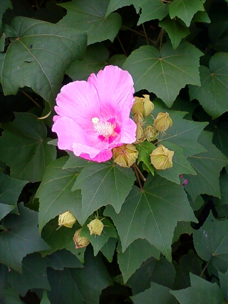 f:id:TedO:20170823182221j:plain f:id:TedO:20170823182221j:plain