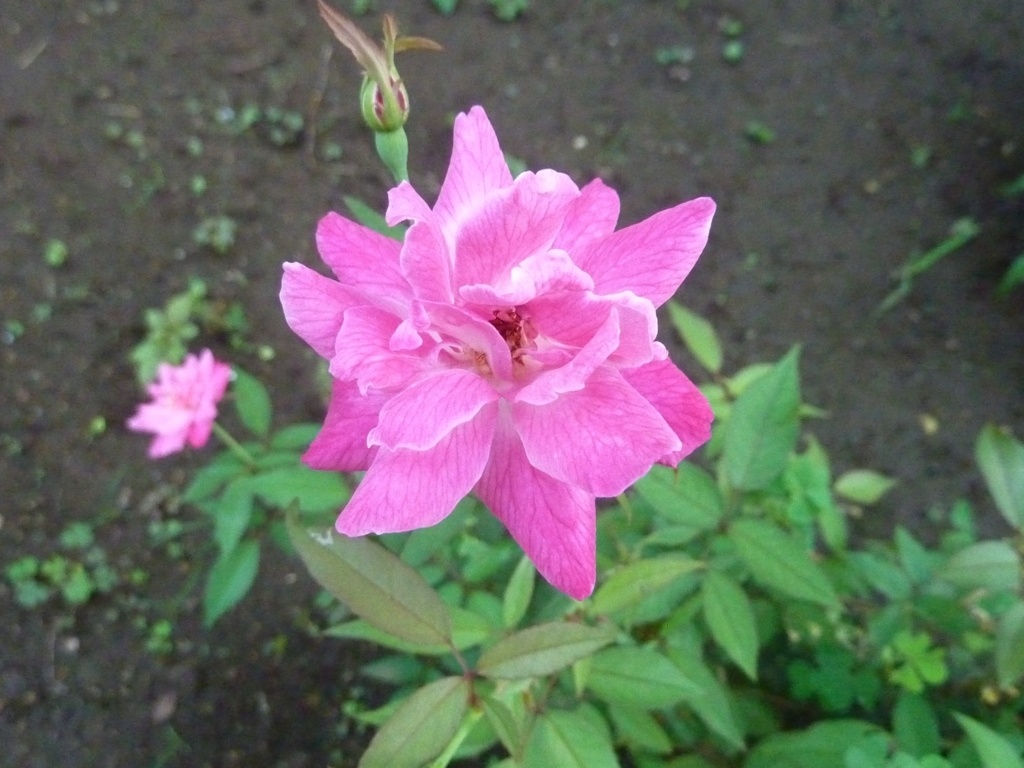 f:id:TedO:20170824103923j:plain f:id:TedO:20170824103923j:plain