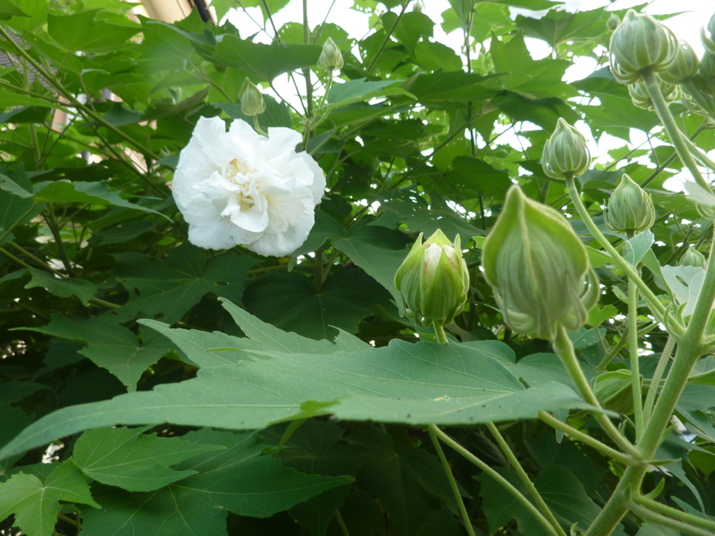 f:id:TedO:20170824104239j:plain f:id:TedO:20170824104239j:plain