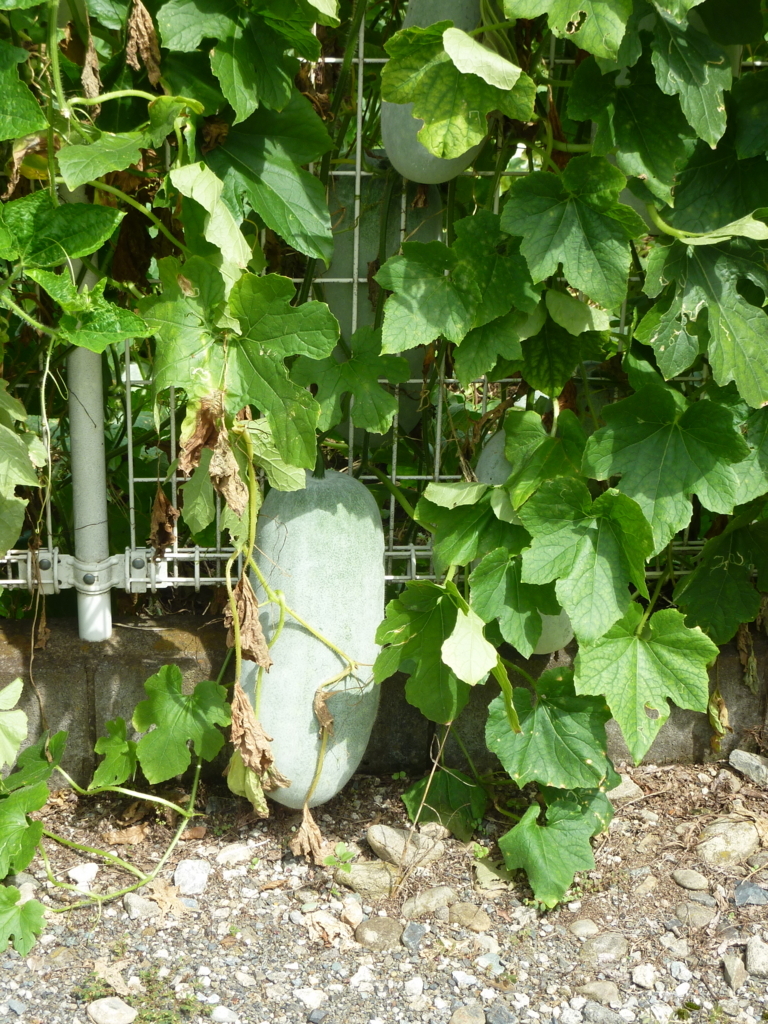 f:id:TedO:20170903195504j:plain