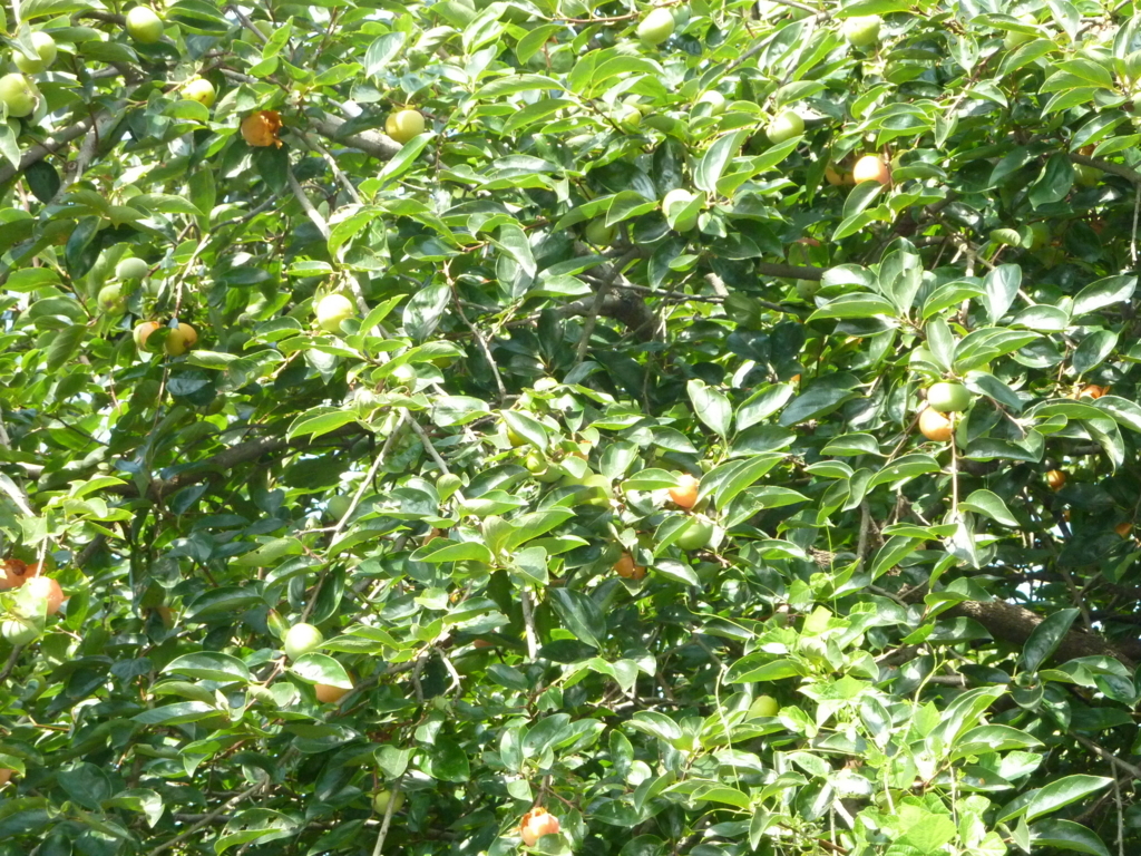 f:id:TedO:20170903200202j:plain