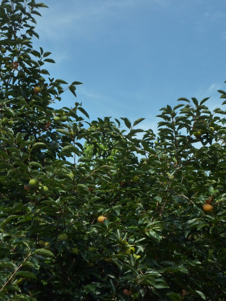 f:id:TedO:20170903200308j:plain