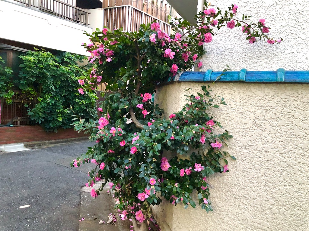 f:id:TeiO_Sekkai:20241220201316j:image f:id:TeiO_Sekkai:20241220201316j:image