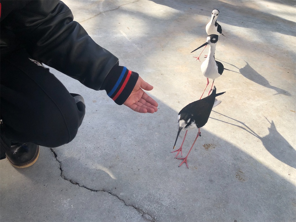 f:id:TeiO_Sekkai:20250210230323j:image