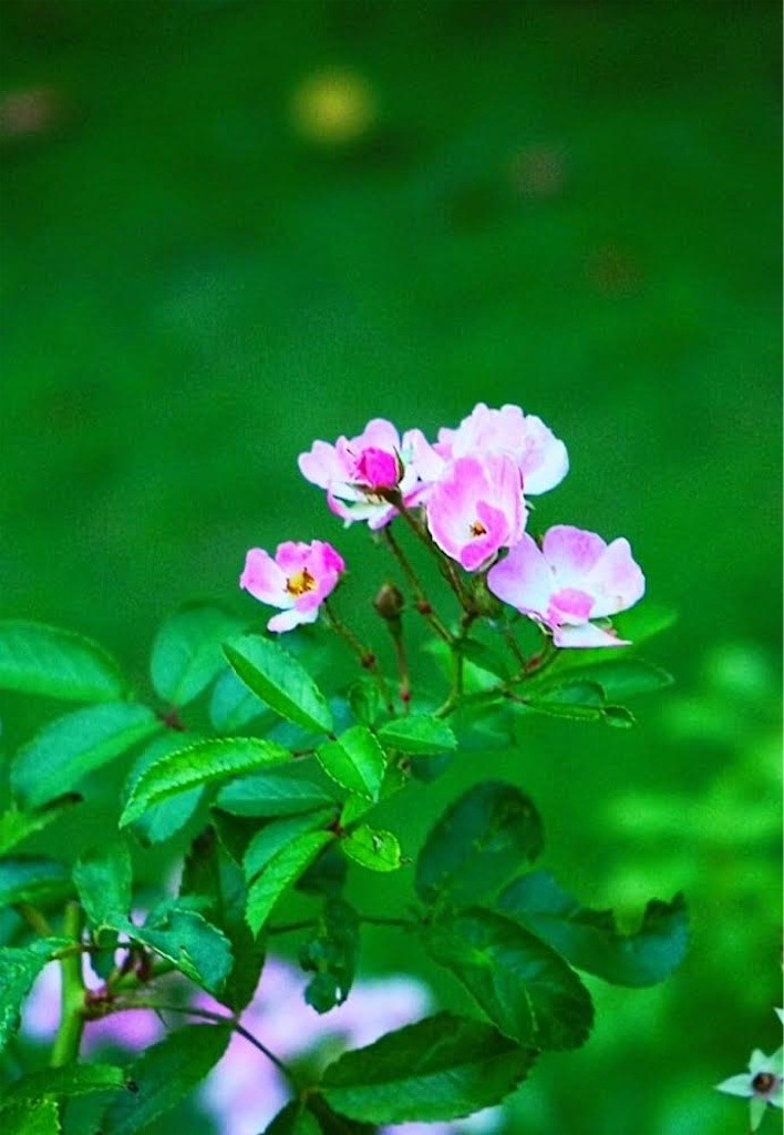 f:id:TekuTekuLife:20210902151438j:image f:id:TekuTekuLife:20210902151438j:image