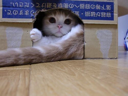 f:id:Temper:20091031141159j:image f:id:Temper:20091031141159j:image