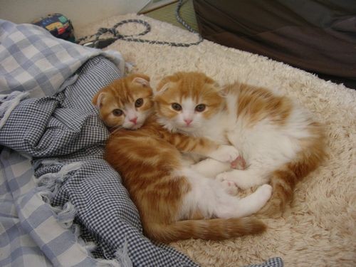f:id:Temper:20091031141206j:image f:id:Temper:20091031141206j:image