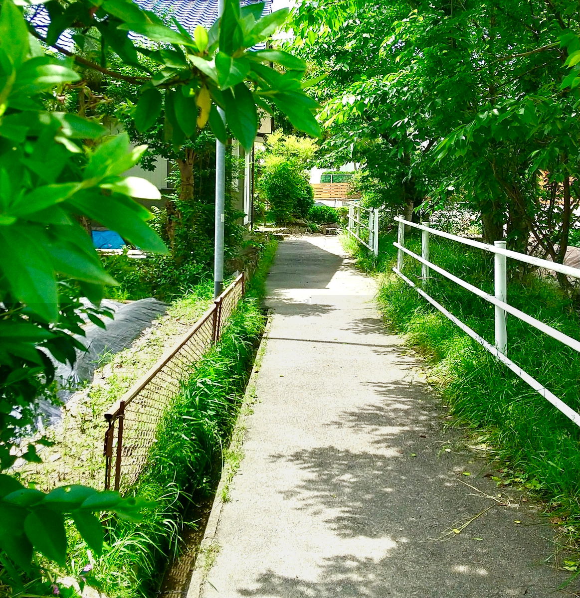 伊保小学校東門の前の田んぼ道
