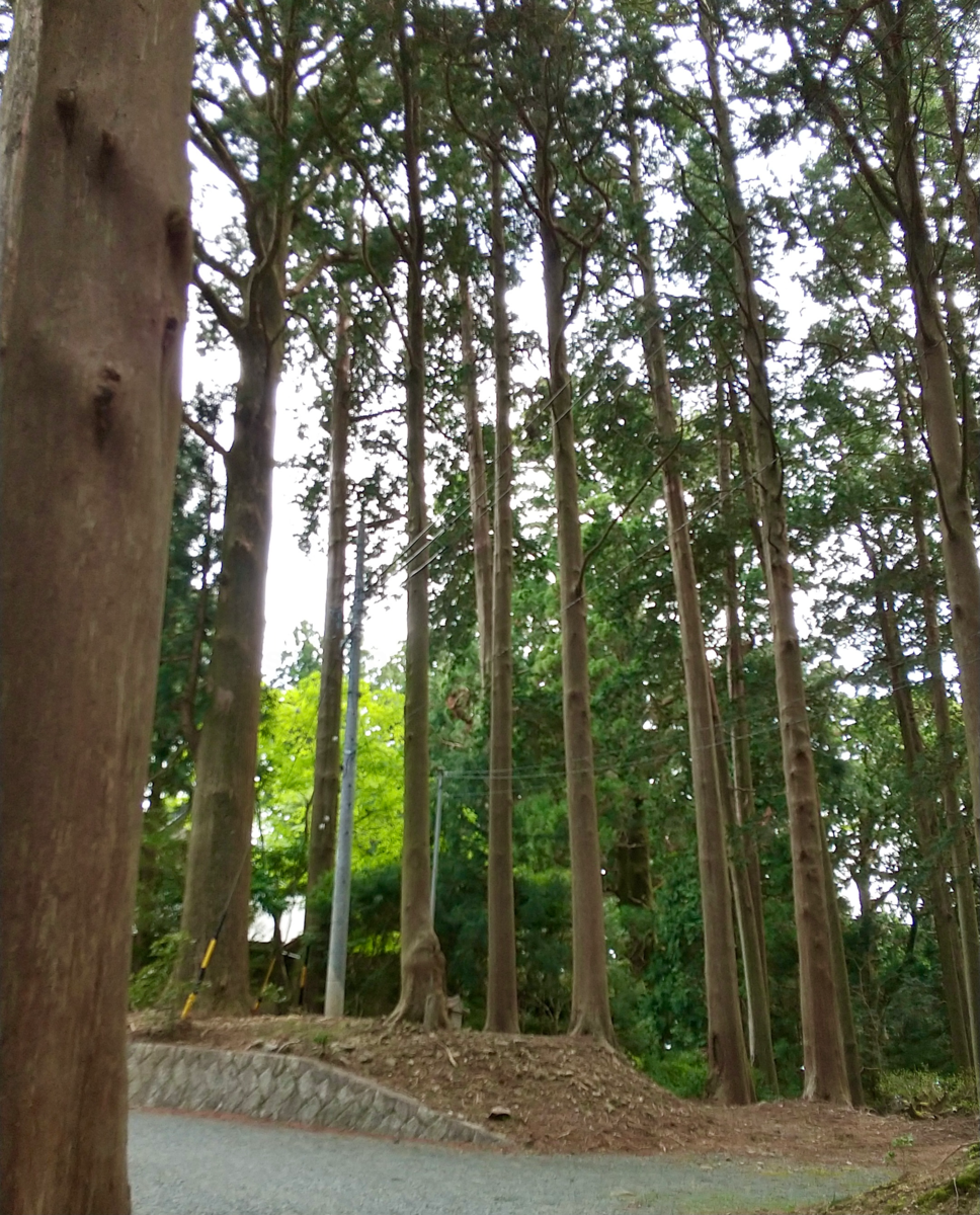 Shaso (社叢) giant tree of Sugi
