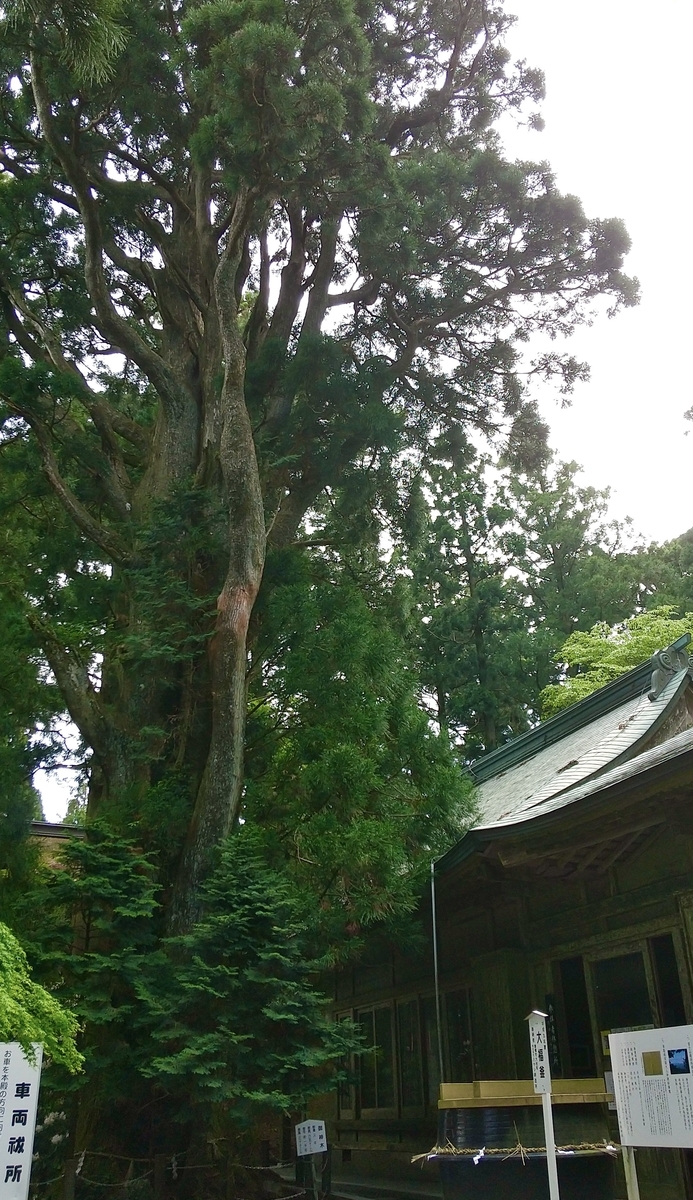 The Goshinboku sugi, known as Hongūsan-Tengu-no-yadorigi, 