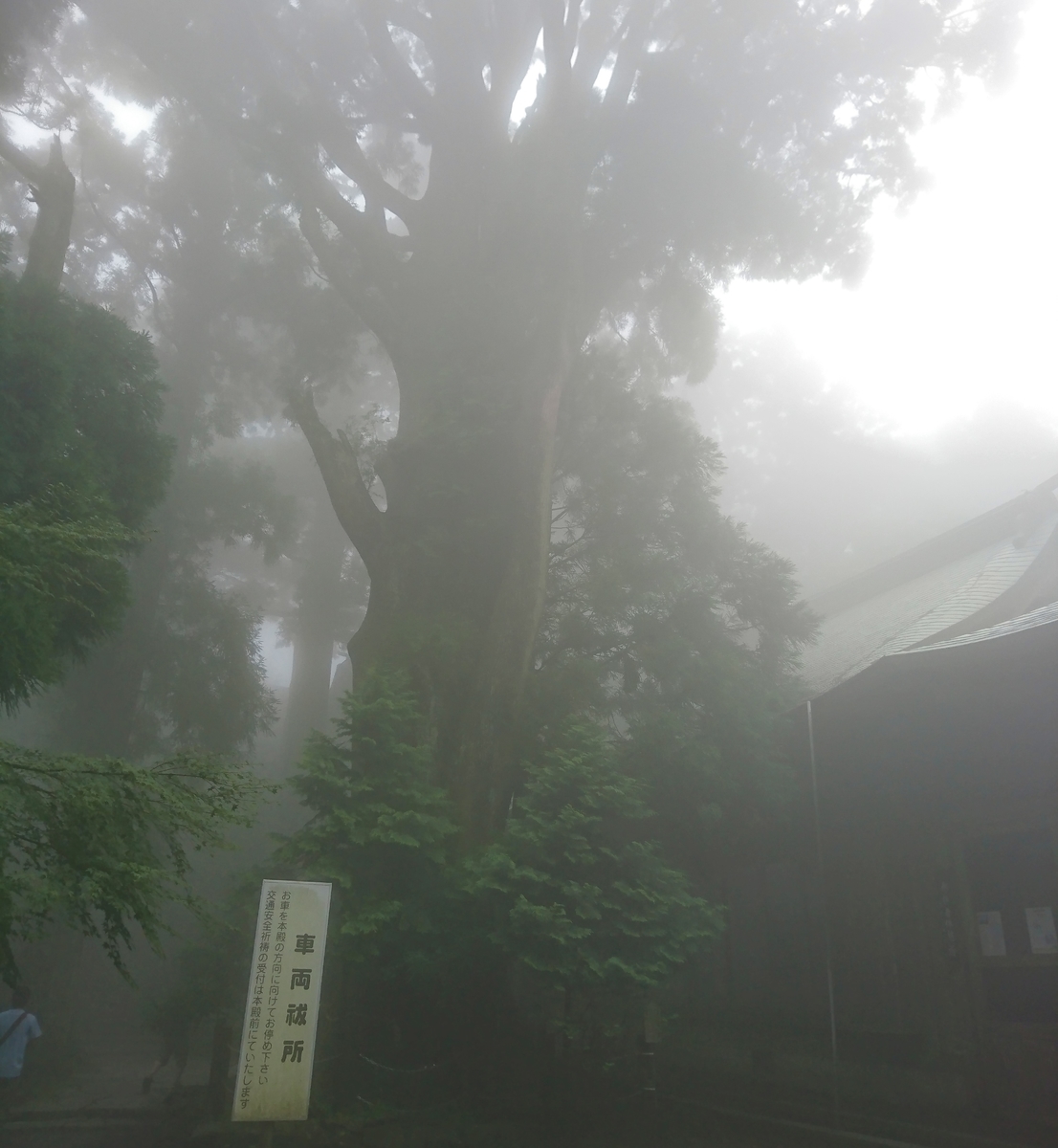 The Goshinboku sugi in the fog
