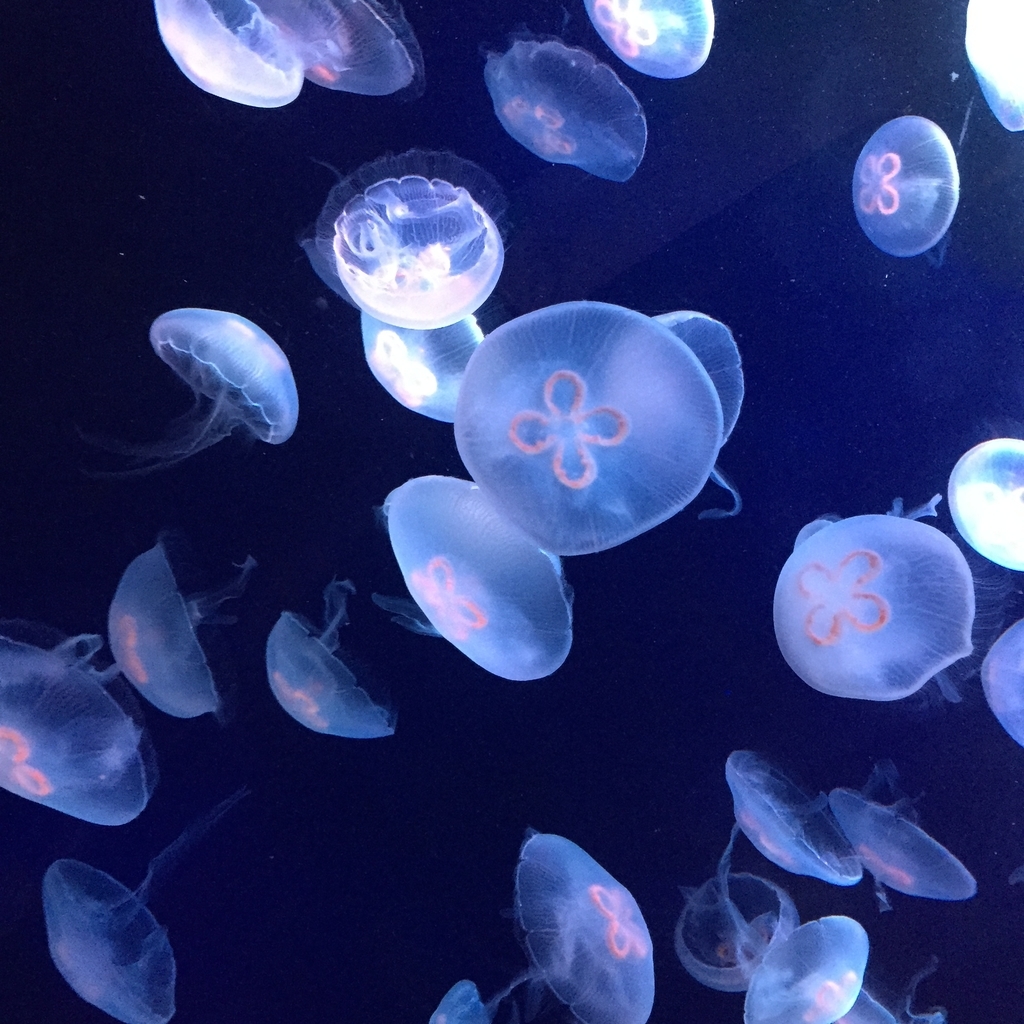 f:id:Tennessee-whiskey:20180926045537j:plain サンシャイン水族館 評判
