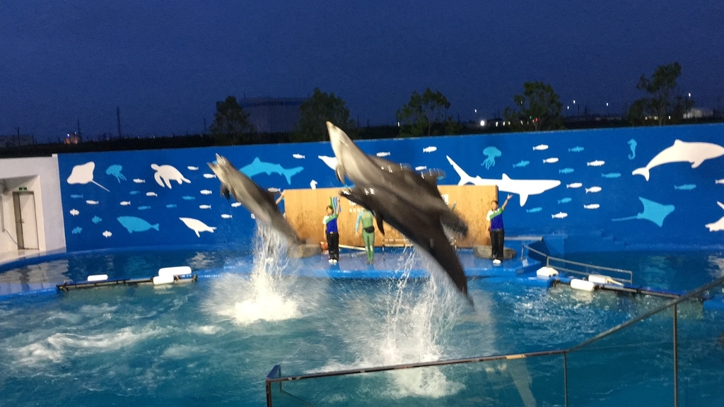 f:id:Tennessee-whiskey:20180927223222j:plain うみの杜水族館 イルカショー