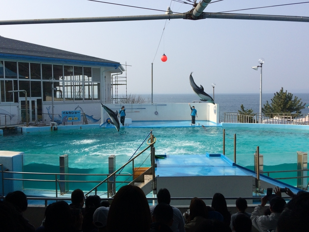f:id:Tennessee-whiskey:20180930200019j:plain のとじま水族館 イルカショー