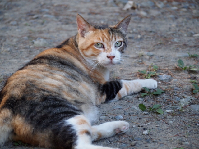 f:id:Tensor:20110717171658j:image:left:w450