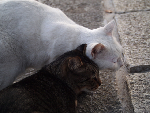 f:id:Tensor:20111113145946j:image:left:w450