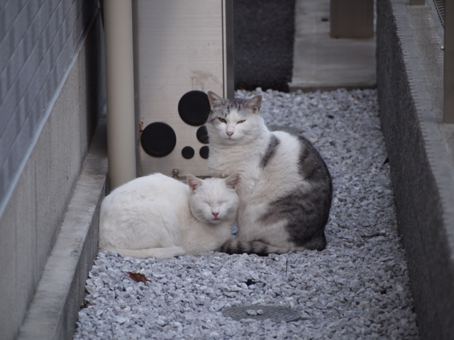 f:id:Tensor:20111113151329j:image:left:w450