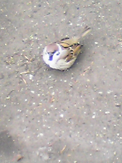 f:id:TeramotoM:20100227133626j:image