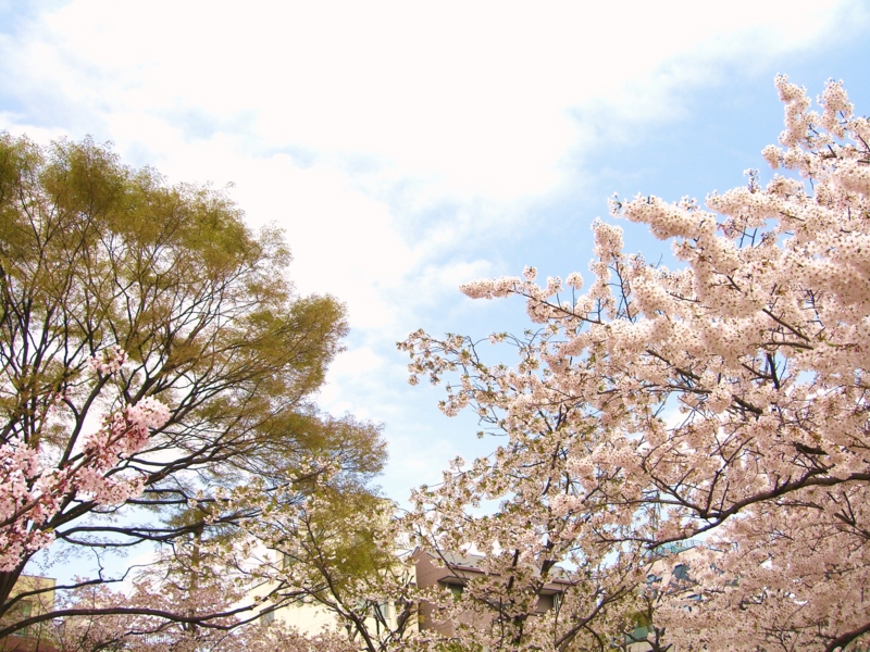 f:id:TeramotoM:20110411001349j:image f:id:TeramotoM:20110411001349j:image