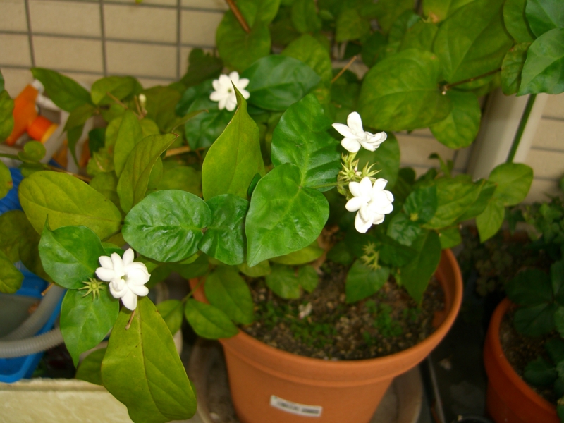 f:id:TeramotoM:20110627131718j:image:w360